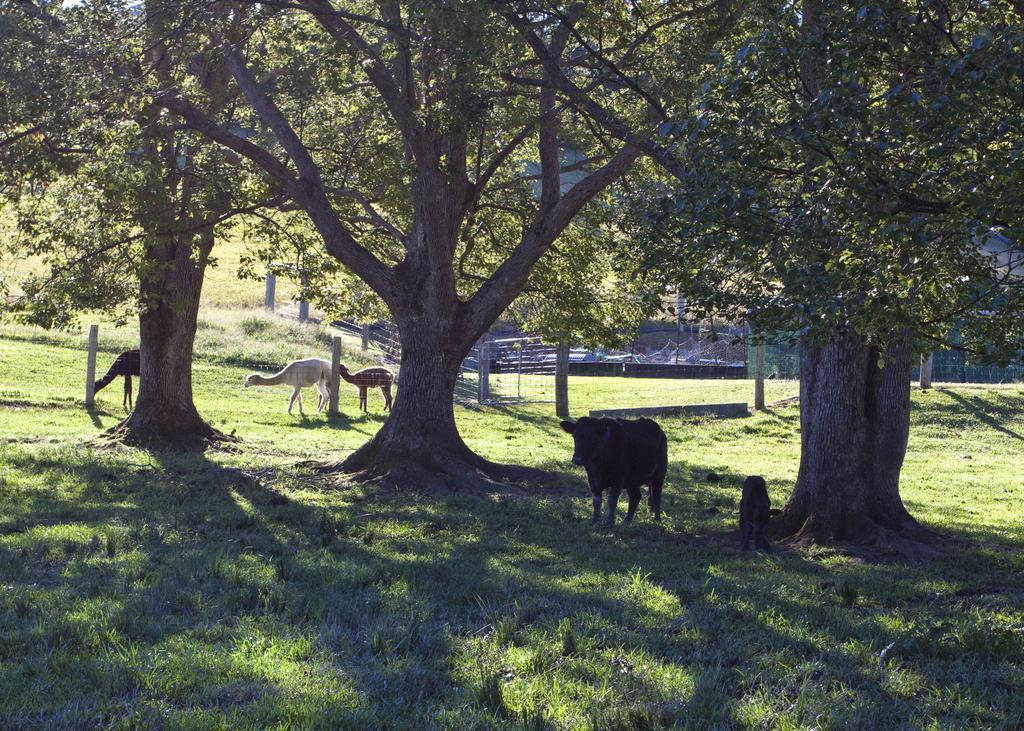 Jacaranda Creek Farmstay & B&B Sunshine Coast Exterior photo