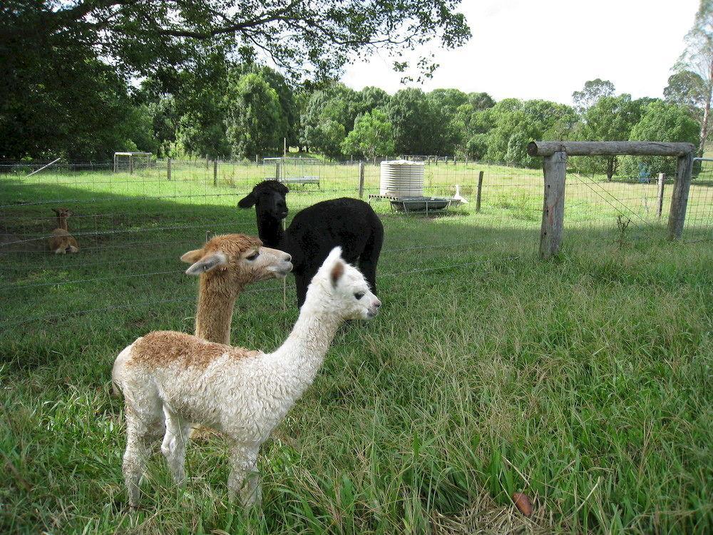 Jacaranda Creek Farmstay & B&B Sunshine Coast Exterior photo